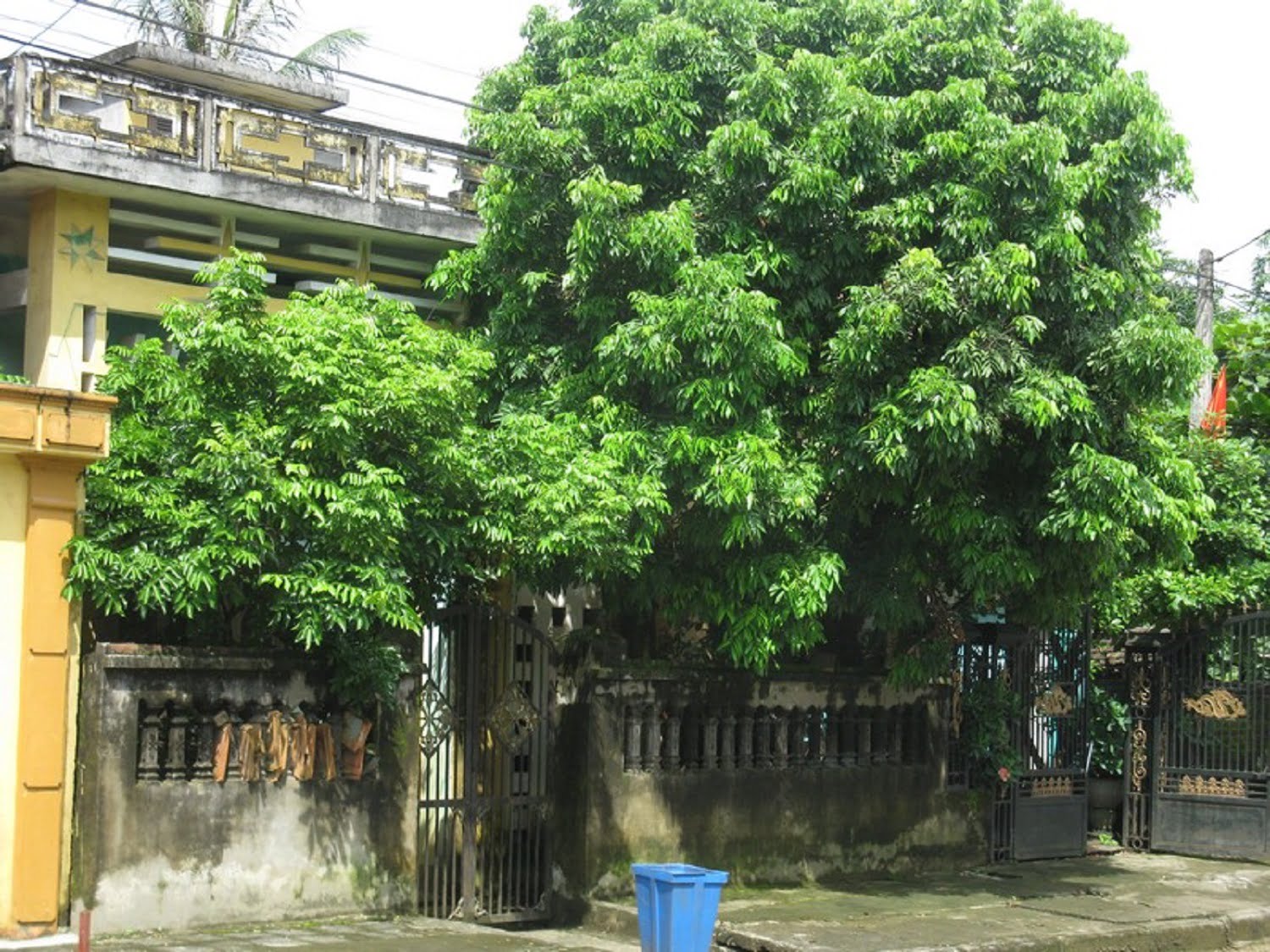 cây trước cổng nhà